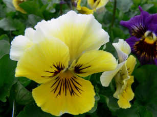 Картинка цветы анютины глазки садовые фиалки