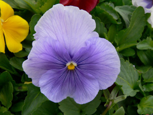 Картинка цветы анютины глазки садовые фиалки