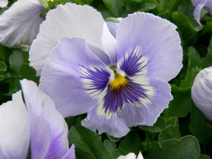 обоя цветы, анютины, глазки, садовые, фиалки