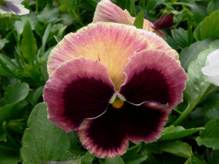 Картинка цветы анютины глазки садовые фиалки