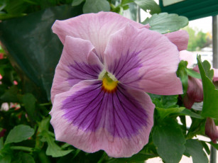 Картинка цветы анютины глазки садовые фиалки