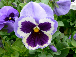 Картинка цветы анютины глазки садовые фиалки