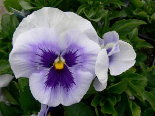 Картинка цветы анютины глазки садовые фиалки