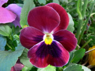 Картинка цветы анютины глазки садовые фиалки