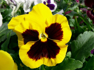 Картинка цветы анютины глазки садовые фиалки