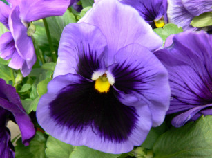 обоя цветы, анютины, глазки, садовые, фиалки