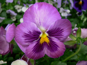 обоя цветы, анютины, глазки, садовые, фиалки