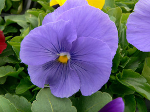 Картинка цветы анютины глазки садовые фиалки