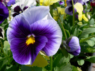Картинка цветы анютины глазки садовые фиалки