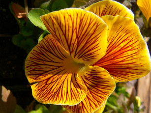 Картинка цветы анютины глазки садовые фиалки