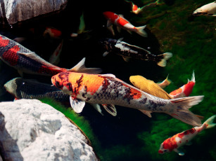 Картинка животные рыбы