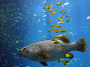 Картинка животные рыбы