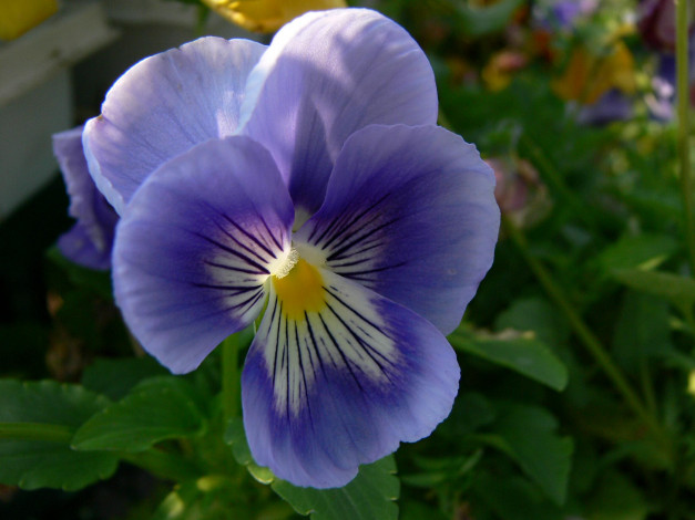 Обои картинки фото цветы, анютины, глазки, садовые, фиалки