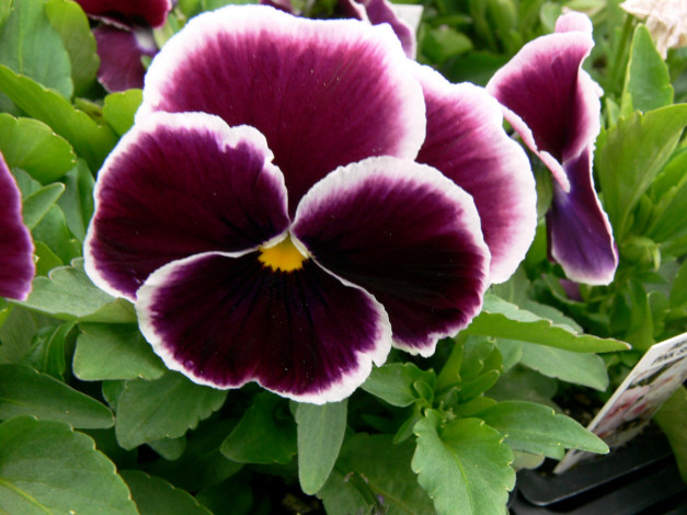 Обои картинки фото цветы, анютины, глазки, садовые, фиалки