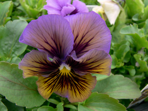 Обои картинки фото цветы, анютины, глазки, садовые, фиалки