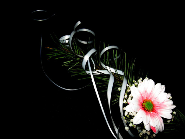 Обои картинки фото цветы, хризантемы