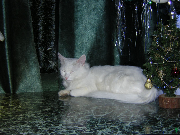 Обои картинки фото животные, коты