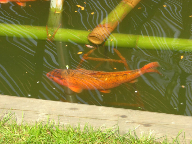 Обои картинки фото животные, рыбы