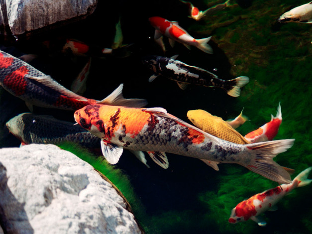 Обои картинки фото животные, рыбы