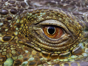 Картинка животные крокодилы