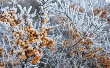 Картинка природа