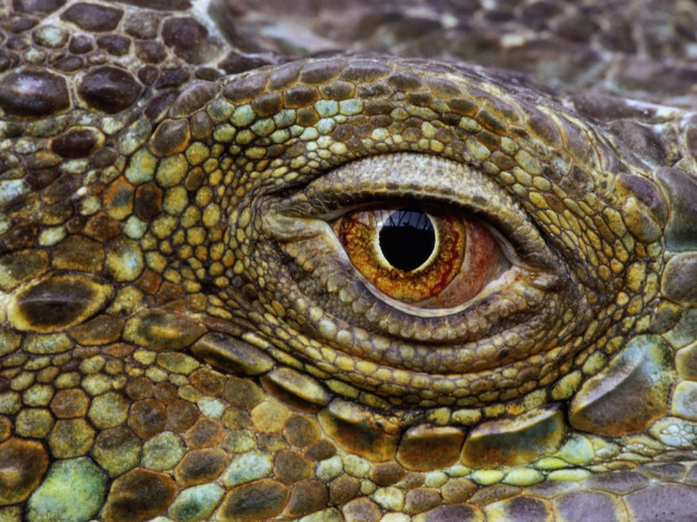 Обои картинки фото животные, крокодилы