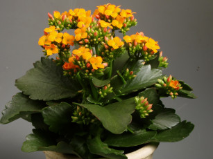 Картинка цветы каланхоэ каланхое