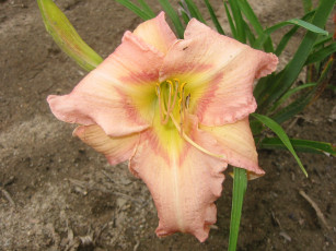 Картинка цветы лилии лилейники лепестки