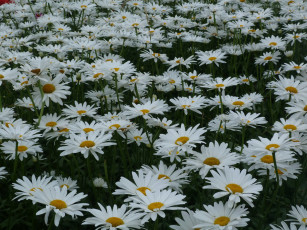 Картинка цветы ромашки