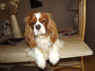 Картинка животные собаки собака