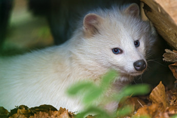 Картинка животные еноты белый енот