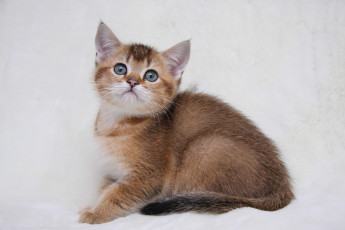 обоя животные, коты, котенок