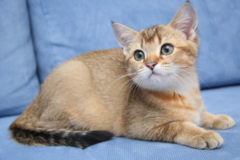 Картинка животные коты котик