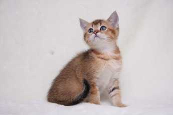 обоя животные, коты, котик