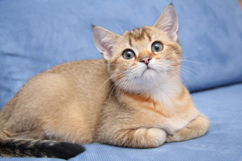 Картинка животные коты котик