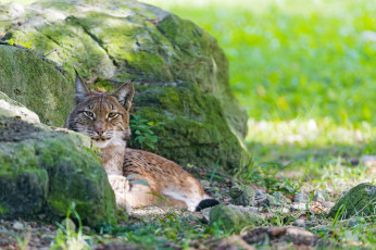 Картинка животные рыси камни