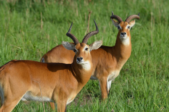 Картинка животные антилопы антилопа