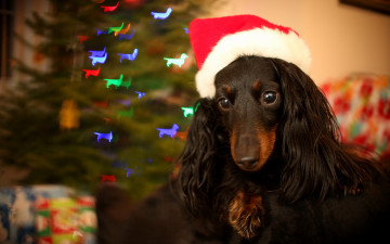 Картинка животные собаки праздник фон собака