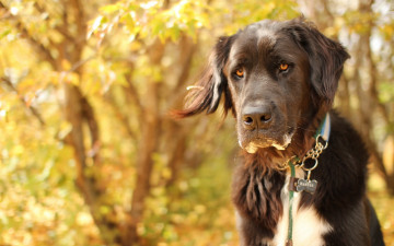 Картинка животные собаки собака взгляд