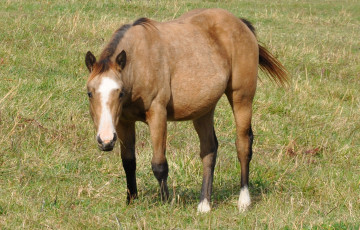 Картинка животные лошади лошадь
