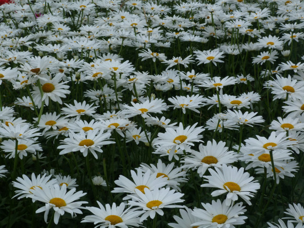 Обои картинки фото цветы, ромашки