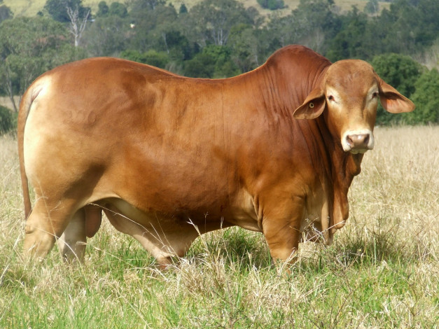 Обои картинки фото животные, коровы, буйволы, корова