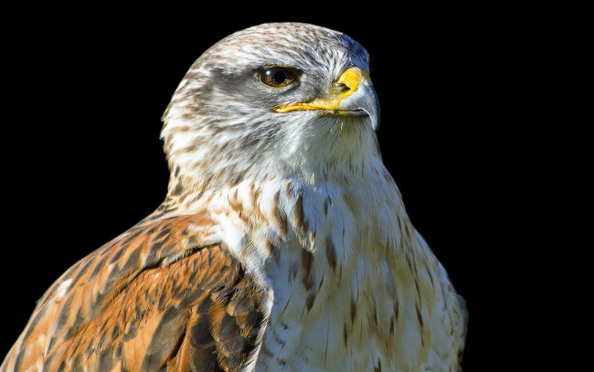 Обои картинки фото животные, птицы, хищники, птица, орёл, фон