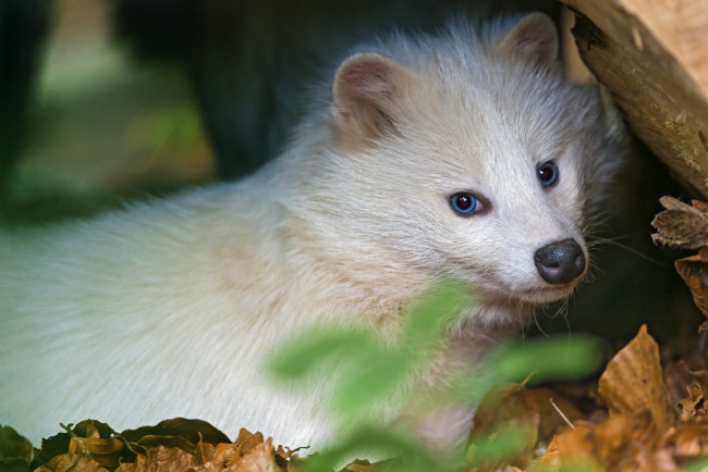 Обои картинки фото животные, еноты, белый, енот
