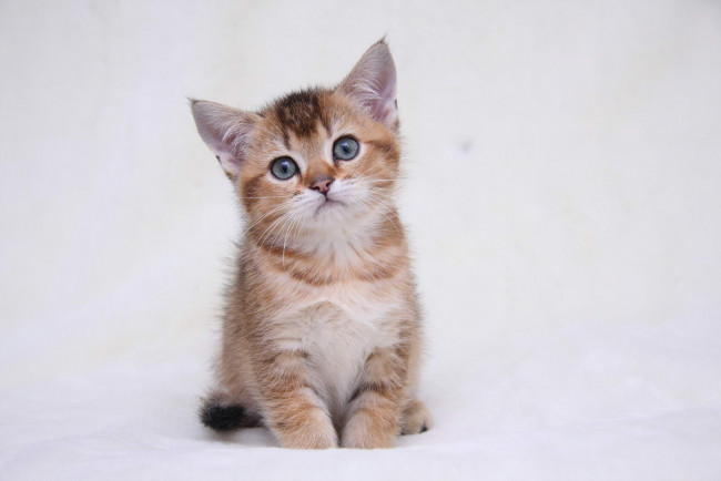 Обои картинки фото животные, коты, котик