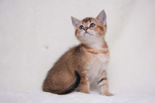 Обои картинки фото животные, коты, котик