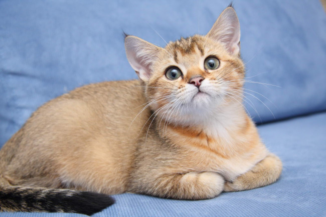 Обои картинки фото животные, коты, котик