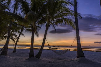 Картинка природа тропики пальмы