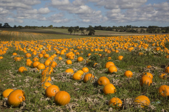 Картинка природа поля поле тыквы
