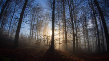 Картинка природа лес рассвет